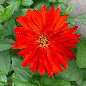 Meet your Posher, Abigail